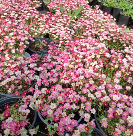 Saxifraga in ghiveci - DeLaAndrei.ro [1]