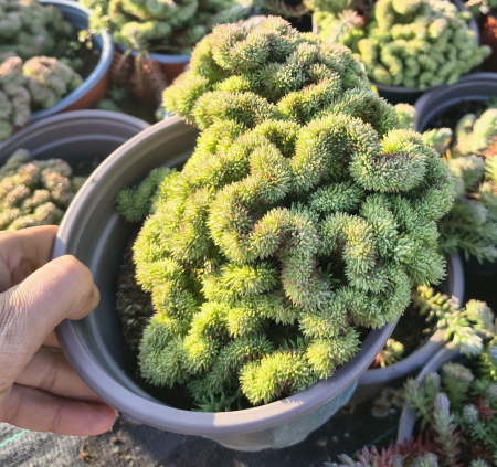 Sedum Cristata in ghiveci mare [1]