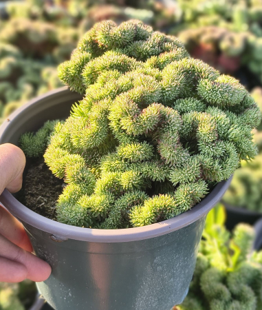 Plante suculente - Sedum Cristata in ghiveci mare