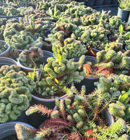 Sedum Cristata in ghiveci mare [2]