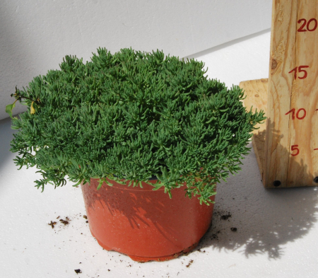 Covor verde - Sedum hispanicum in ghiveci mare