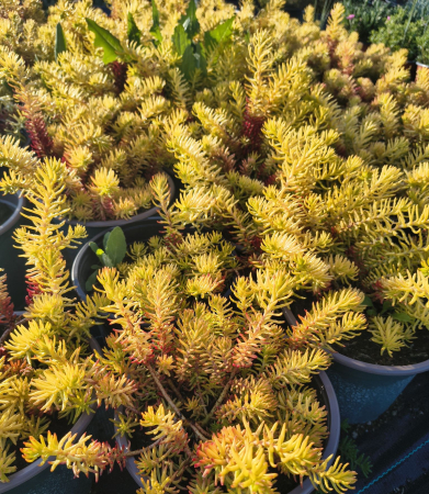 Plante suculente - Sedum Angelina in ghiveci mare
