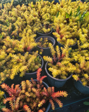 Sedum Angelina in ghiveci mare [1]