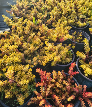 Sedum Angelina in ghiveci mare [2]