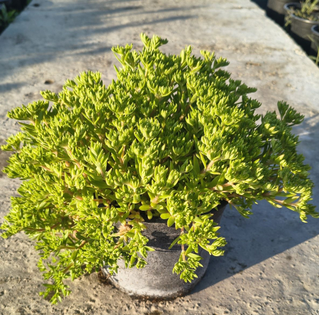 Plante suculente - Sedum Sarmentosum in ghiveci