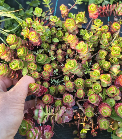 Plante suculente - Sedum Spurium Dragon Blood in ghiveci mare