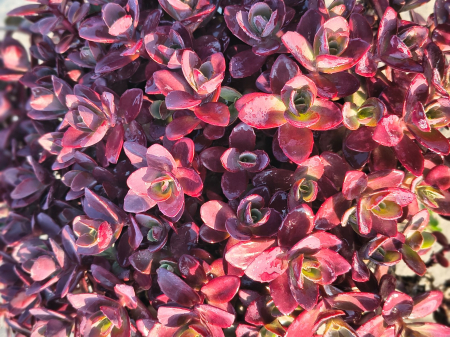 Sedum Firecracker [1]
