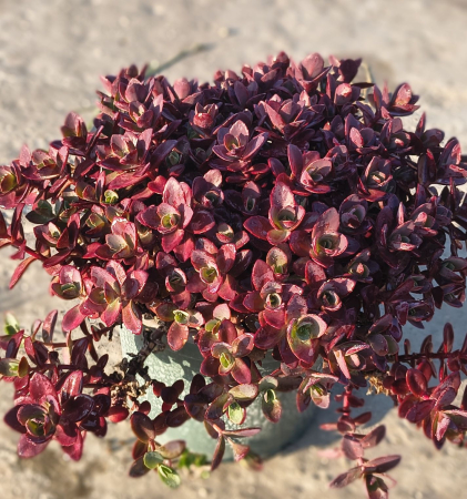 Plante suculente - Sedum Firecracker