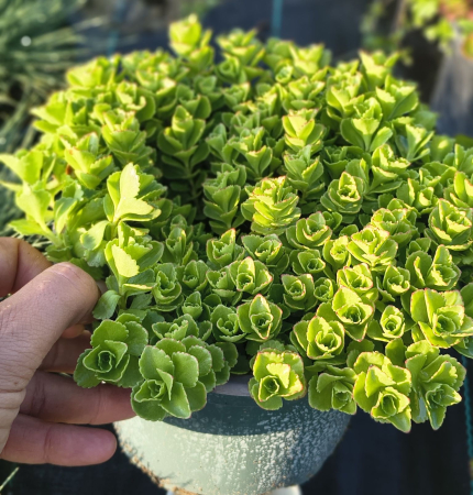 Sedum tetractinum Coral Reef in ghiveci mare [1]