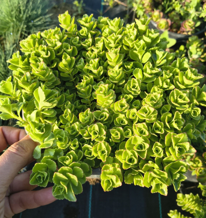 Plante suculente - Sedum tetractinum Coral Reef in ghiveci mare