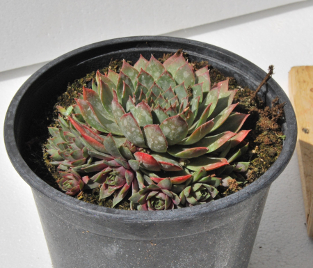 Noutati - Sempervivum verde in ghiveci mare