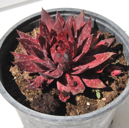 Noutati - Sempervivum rosu in ghiveci mare