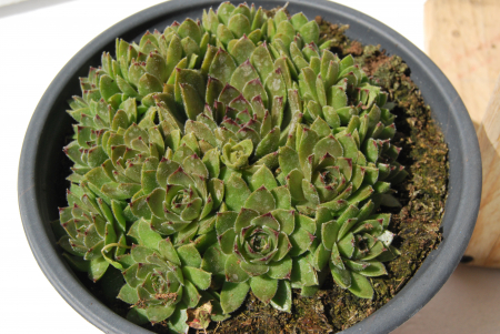 Sempervivum verde in ghiveci mare [2]