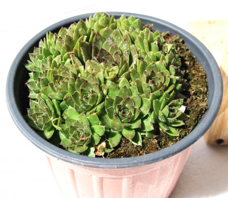 Noutati - Sempervivum verde in ghiveci mare