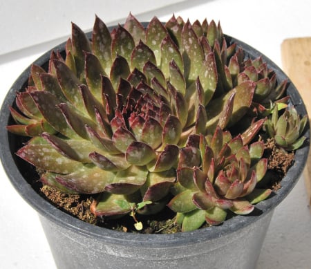 Noutati - Sempervivum verde-rosu ghiveci mare de 17 cm