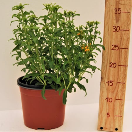 Plante Aromatice - Tarhon in ghiveci