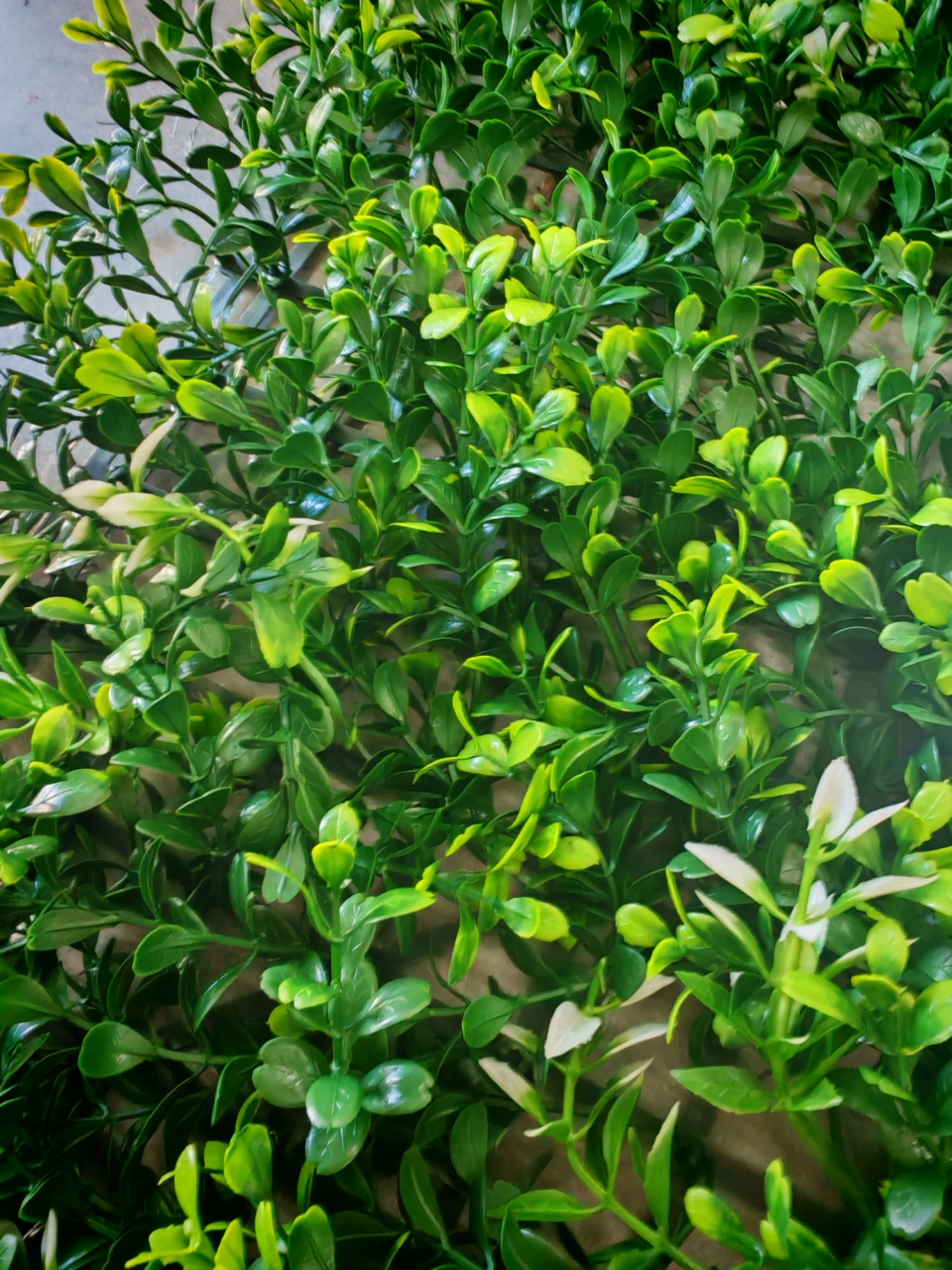 Panou Decorativ Verde Artificial A019 , 50x50 cm [4]