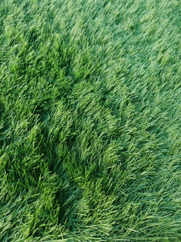 GAZON ARTIFICIAL - SRI LANKA, Covor Gazon Iarba Artificiala, Verde, 40 mm, Latime 2 m