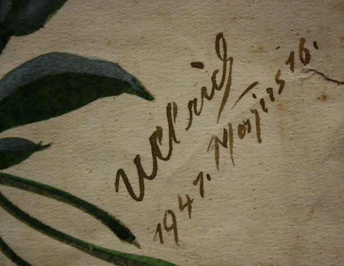 AUTOR neidentificat, Flori albastre, 1947 [3]
