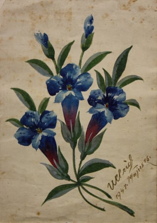 AUTOR neidentificat, Flori albastre, 1947