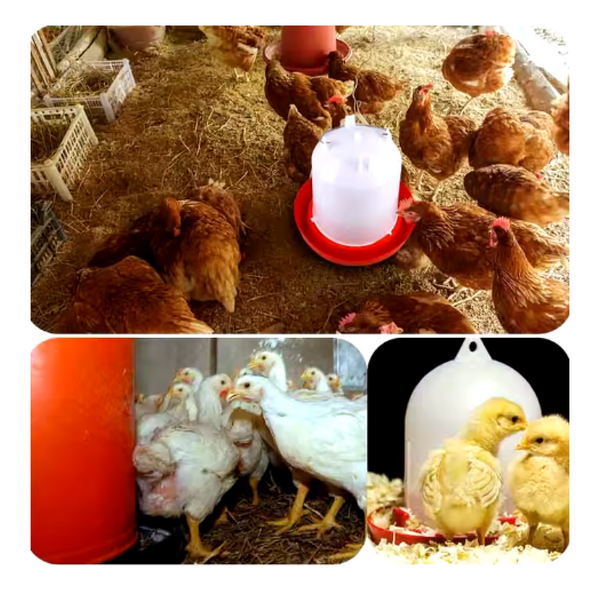 Adăpătoare tip clopot 11L pentru păsări de curte [5]