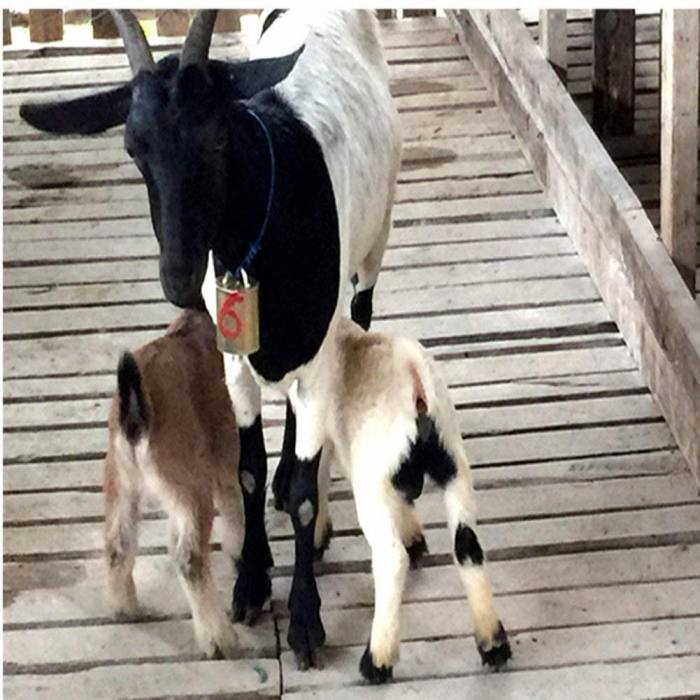 Clopot M pentru ovine | bovine [8]
