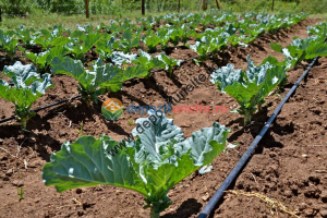 Banda picurare profesionala 1000m/rola, 3 litri/h, distanta orificii de picurare 20cm GF-1002 [6]