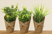 Decoratiuni - 8313300  Plante 3 modele H22cm