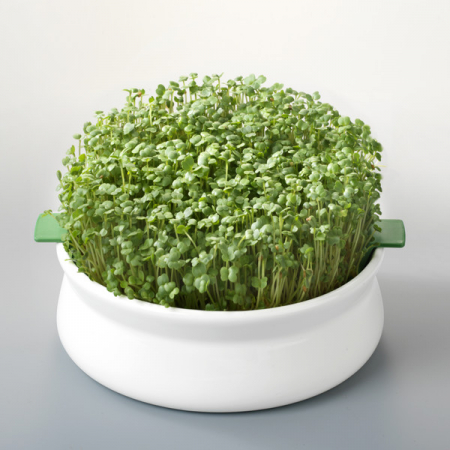 Diverse - VAS DE CERAMICA CU SITA PENTRU GERMINARE SEMINTE MUCILAGINOASE