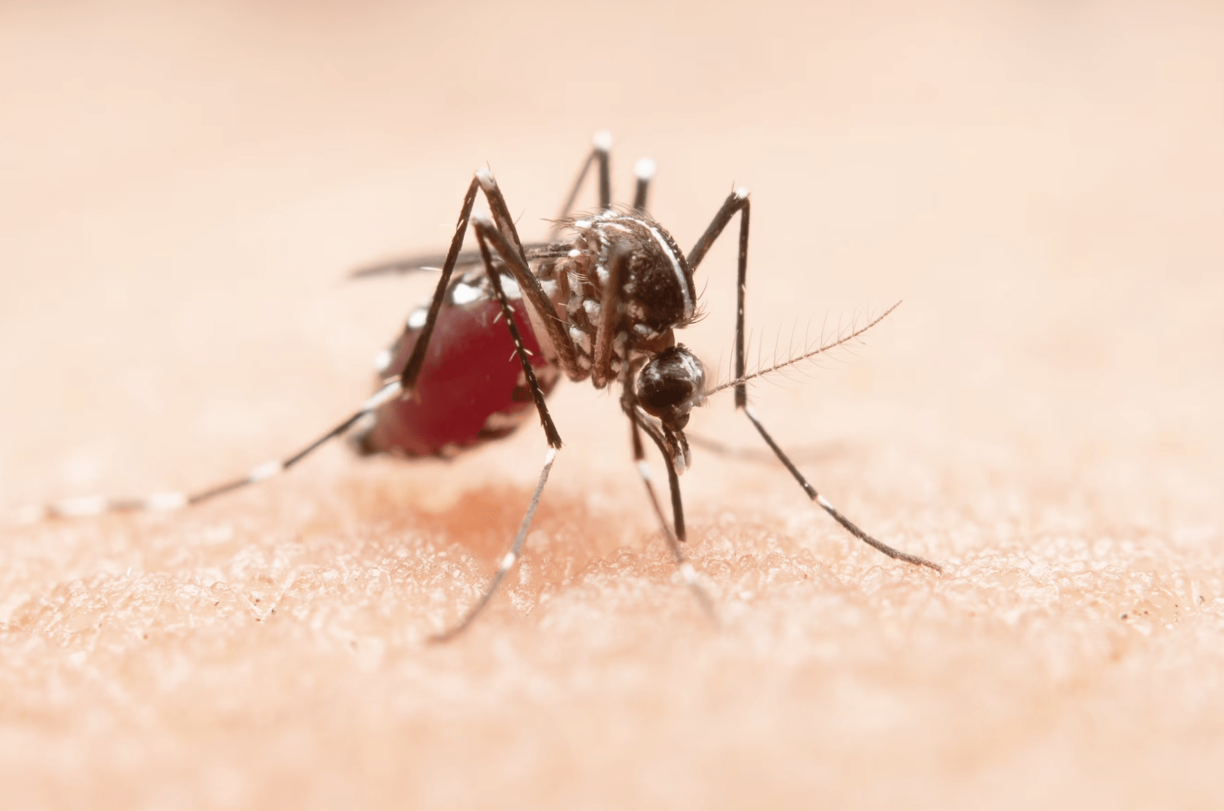 7 metode pentru calmarea înțepăturilor de țânțari