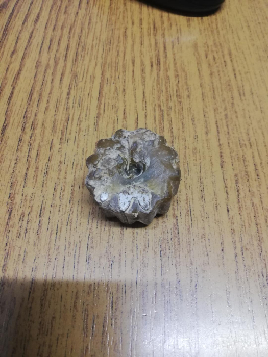 PINION POMPA ULEI SKODA 120-105-S100 -047115123C [1]