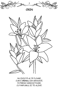 Florile - carte de colorat [2]