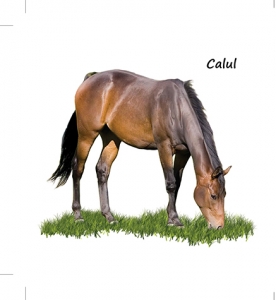 Animale si pasari domestice [1]