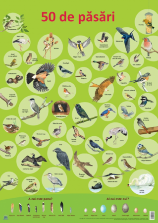Auxiliare didactice - 50 de pasari. Plansa