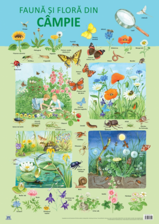 Books for children - Fauna and flora from the plains. Plate