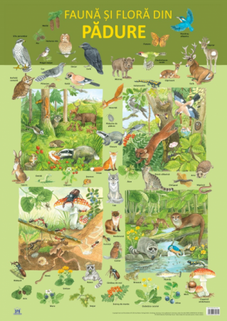 Books for children - Forest fauna and flora. Plate