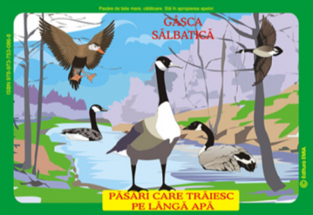 Preuniversitaria - Pasari din fauna Romaniei care traiesc pe langa ape. Barza, gasca salbatica, rata salbatica, lebada, pelicanul, pescarusul si batlanul -  Olivia Campeanu, Maria Gramescu, Istina Mirescu, Hermina Furca