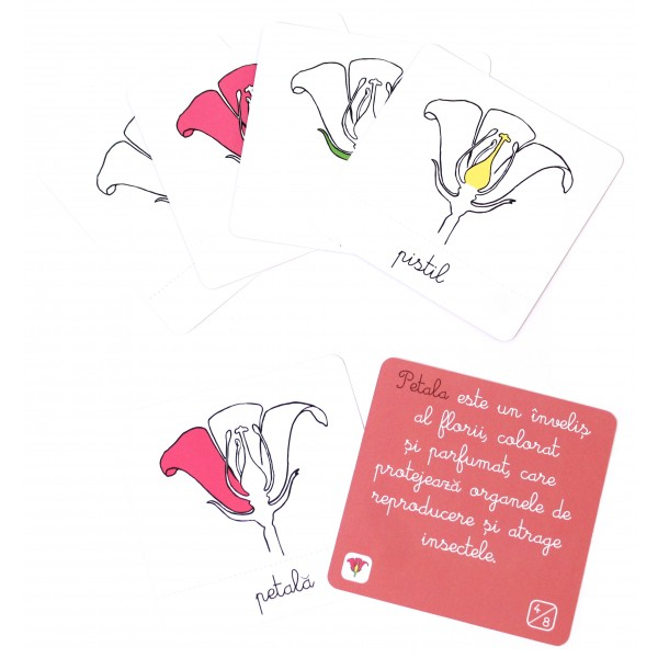 Lecții Montessori - Botanica [4]