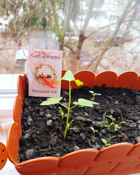 Plantisor - martisor cu seminte de flori Scara spre soare [2]