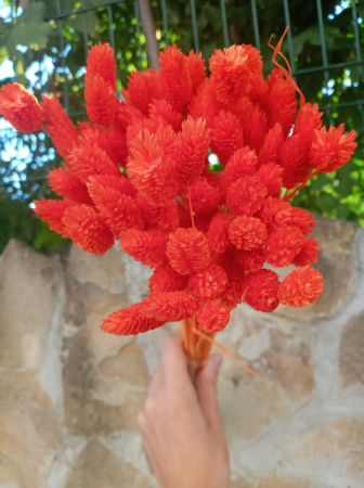 Flori uscate - Tallaris diferite nuante [4]