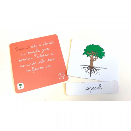 Lecții Montessori - Botanica [2]