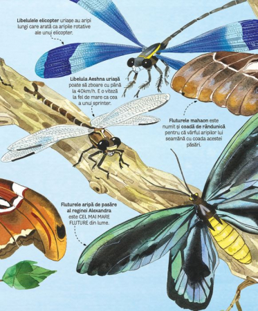 Marea carte a fluturilor si a altor insecte (Usborne) [3]