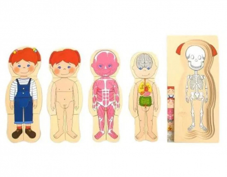 Noutati - Puzzle din lemn  in 5 straturi - anatomia corpului uman (fetita)