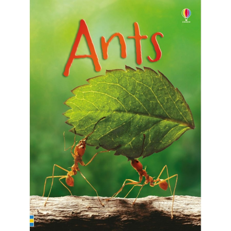 Dupa tematica - Ants