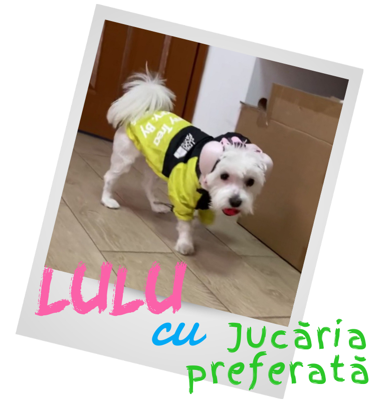 Lulu cu jucaria preferata in gura