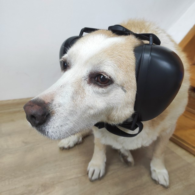 Casti antifonice pentru catei, protectie auz animale, dimensiune L, Negru [7]