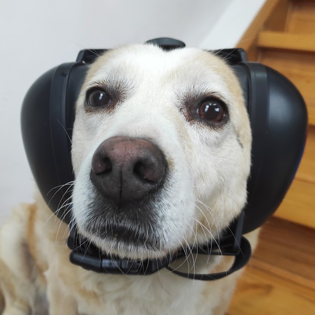 Casti antifonice pentru catei, protectie auz animale, dimensiune L, Negru [8]