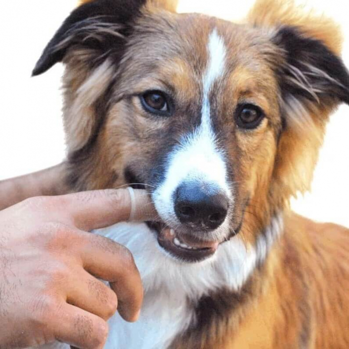 Periuta de dinti, tip degetar 360°, pentru animale de companie, caine, pisica, Empria, silicon moale, Transparent [2]