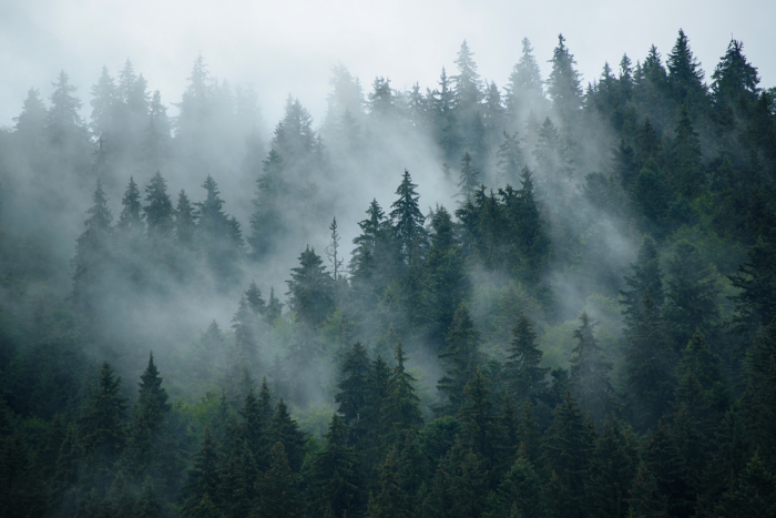 Fototapet Misty Forest [1]