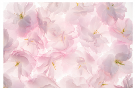 Fototapet - Fototapet Flori de Cires